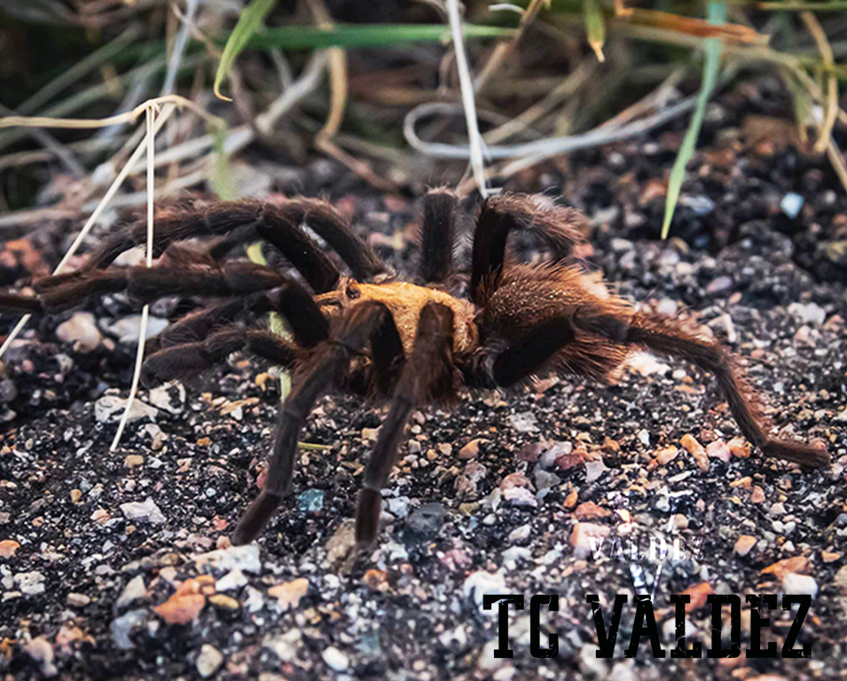 TC Valdez Tarantula Hunter seconews.org 